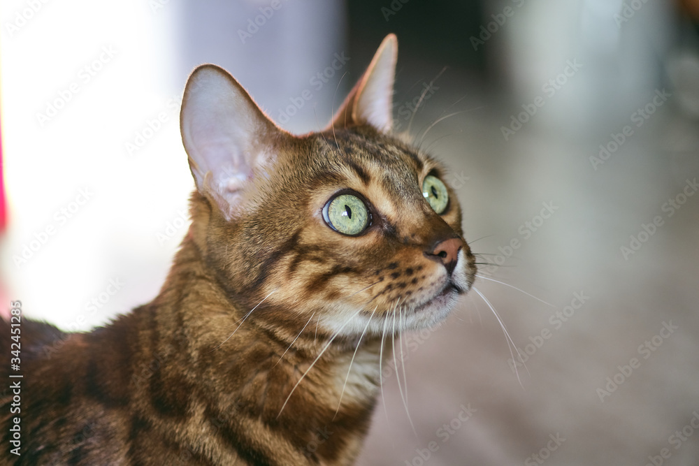 Bengal cat walks on a Sunny balcony. Quarantine, everyone stays home.