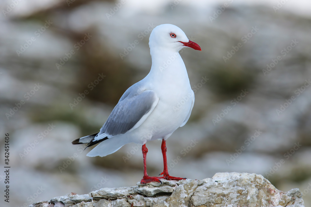 Red-billed gull on the coast of Kaikoura peninsula, South Island, New Zealand Red-billed gull on the coast of Kaikoura peninsula, South Island, New Zealand