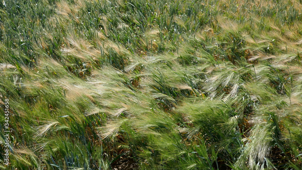 Cornfield in the wind, close-up, texture, background. Schleswig-Holstein, Germany,
Cornfield in the wind, close-up, texture, background. Schleswig-Holstein, Germany,