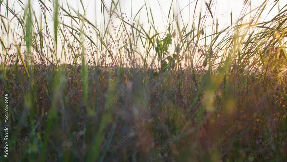 reeds in the water in field reeds in the water in field
