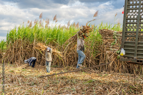 Sugar cane and Workers havesting sugar cane on field at Tay Ninh, Vietnam.