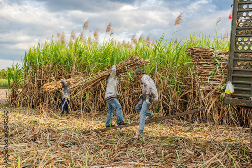 Sugar cane and Workers havesting sugar cane on field at Tay Ninh, Vietnam.