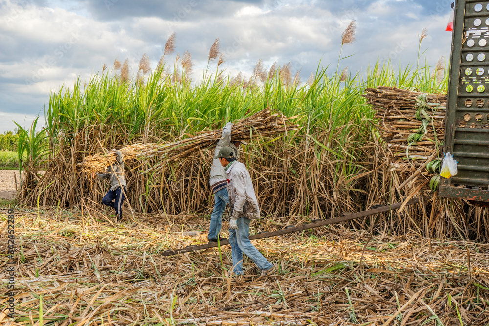 Sugar cane and Workers havesting sugar cane on field at Tay Ninh, Vietnam. Sugar cane and Workers havesting sugar cane on field at Tay Ninh, Vietnam.