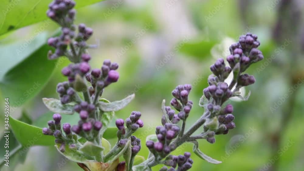 The blossoming beautiful medicinal lilac on a spring day attracts attention. Can be used as a movie clip. The blossoming beautiful medicinal lilac on a spring day attracts attention. Can be used as a movie clip.