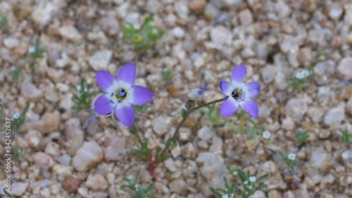 Western gilia desert flower.
 photo