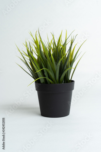 green grass in a black pot on a black background
