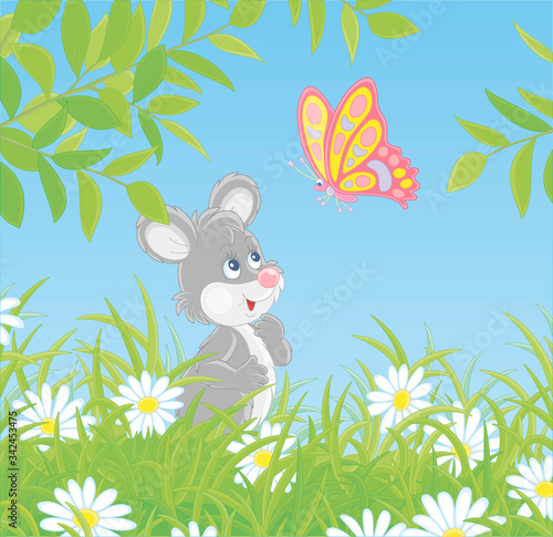 Little grey mouse friendly smiling and watching a bright colorful butterfly flittering over white daisies hiding among green grass of a pretty summer field on a sunny day, vector cartoon illustration