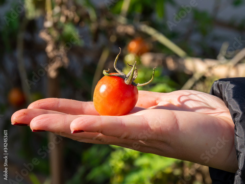 woman holds red tomato in her hand