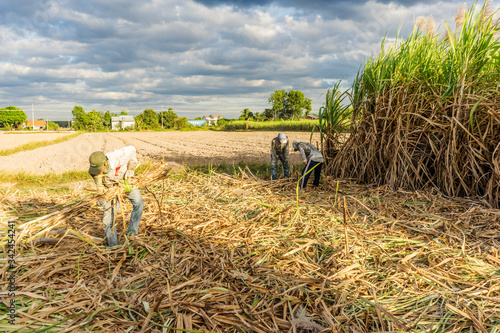 Sugar cane and Workers havesting sugar cane on field at Tay Ninh, Vietnam.