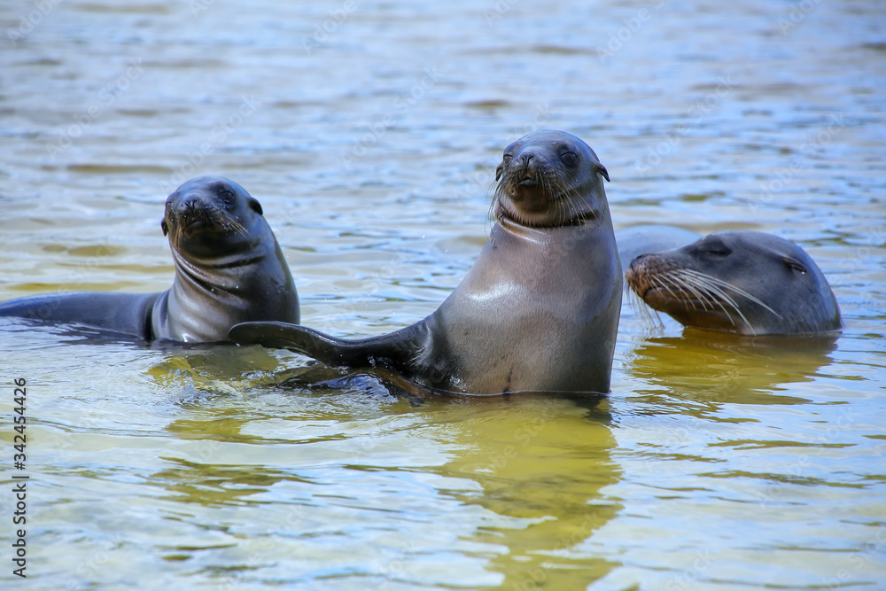 Obraz premium Galapagos sea lions playing in water at Gardner Bay, Espanola Island, Galapagos National park, Ecuador