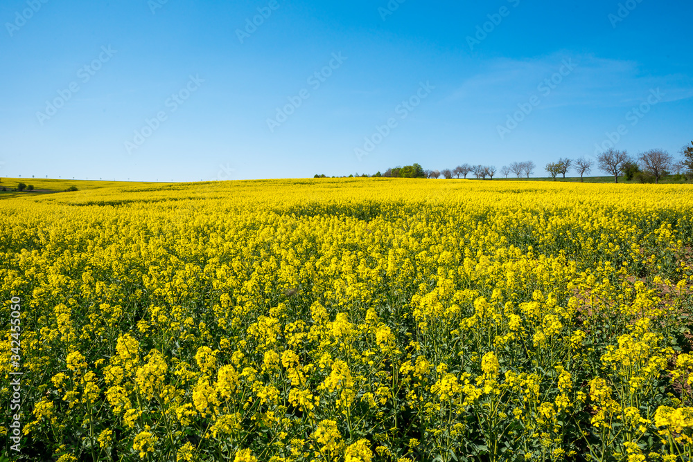 Fototapeta premium Yellow rapeseed field with deep blue sky