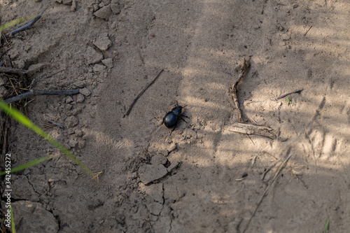 black beetle crawling on the sand