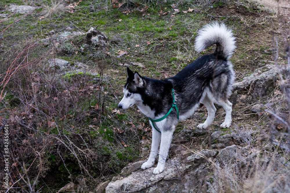 Husky is standing on the stones. dog in the wild