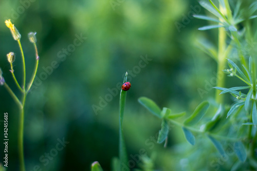soft focus. ladybug is sitting on the grass. red beetle on a green background