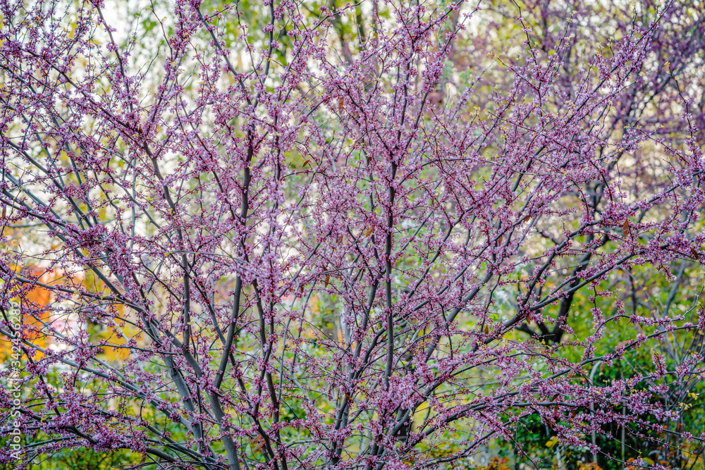 purple spring blossom of Eastern Redbud, or Eastern Redbud Cercis canadensis sunny day. purple spring blossom of Eastern Redbud, or Eastern Redbud Cercis canadensis sunny day.