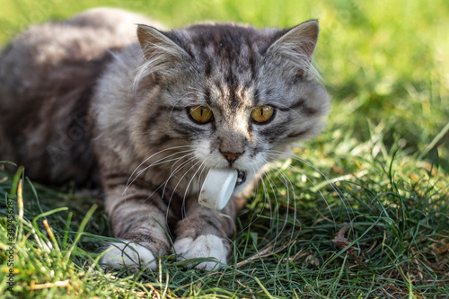 A fluffy cat carries a plastic bottle cap in his teeth.