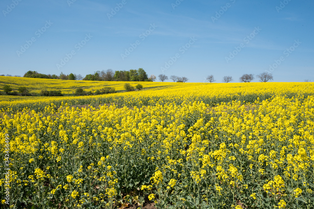 Yellow rapeseed field with deep blue sky