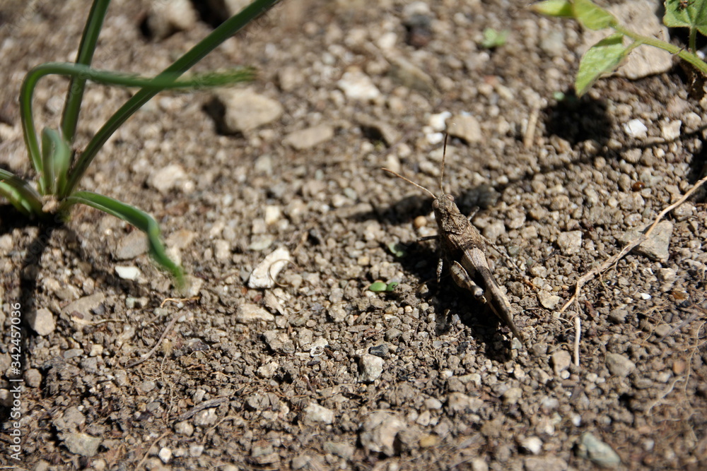 Grasshopper camouflaged in the ground with some grass Grasshopper camouflaged in the ground with some grass