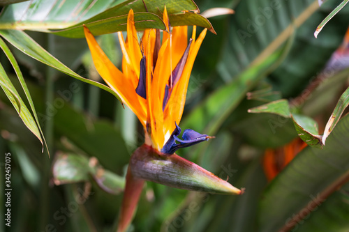 Bird of paradise flower blooming, Strelitzia Reginae flower closeup