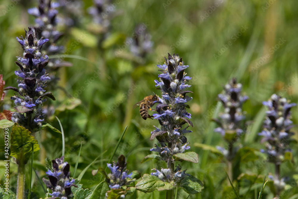 Biene sucht Nektar auf einem kriechenden Günsel (Ajuga reptans) Biene sucht Nektar auf einem kriechenden Günsel (Ajuga reptans)