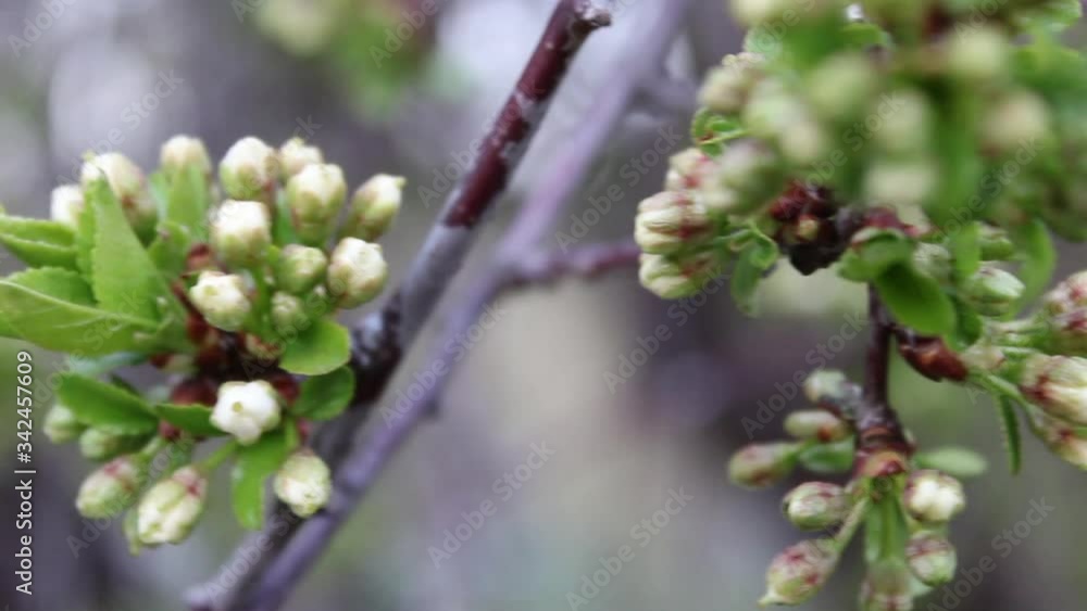 A beautiful branch of a blossoming apple tree in spring attracts attention and promises a good harvest. A beautiful branch of a blossoming apple tree in spring attracts attention and promises a good harvest.
