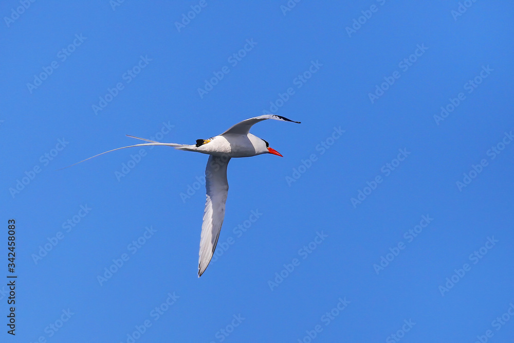 Fototapeta premium Red-billed tropicbird in flight on Espanola Island, Galapagos National park, Ecuador.
