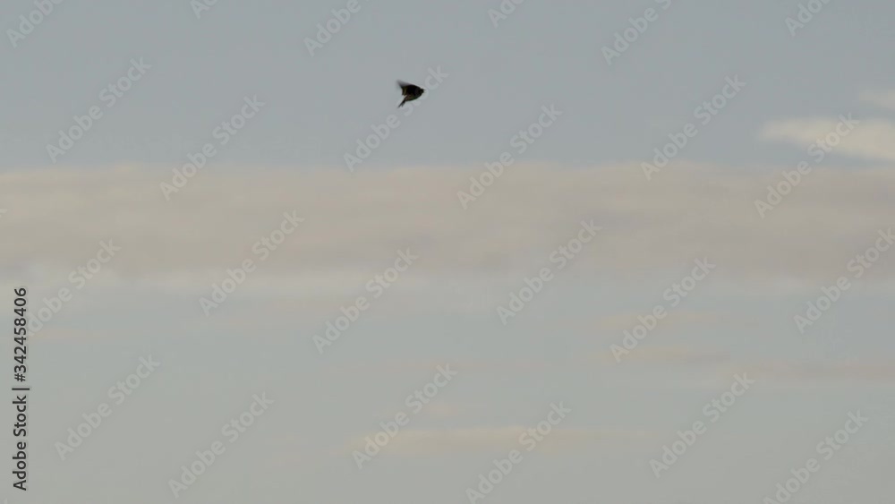 Eurasian skylark (Alauda arvensis) flying against sky, Cranborne Chase, Wiltshire, UK