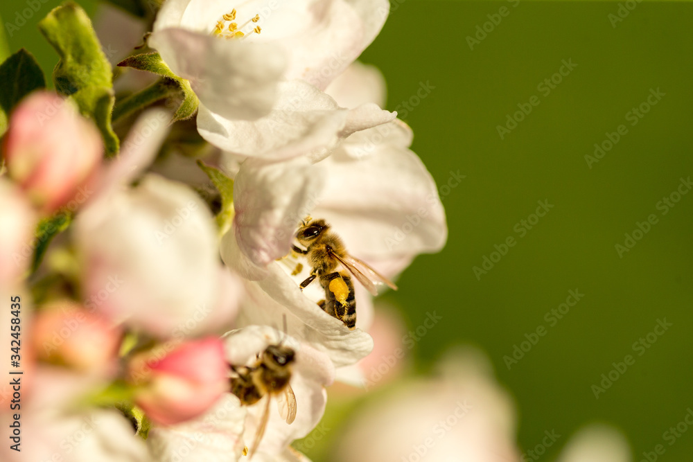 Blossoming apple tree garden in spring with bee Blossoming apple tree garden in spring with bee