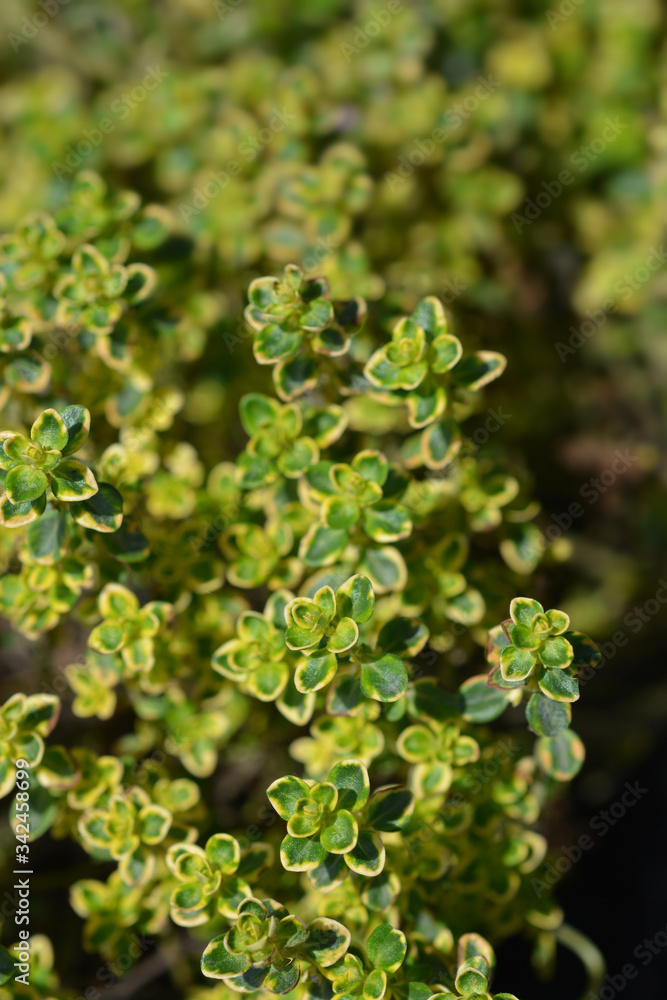 Aureus Lemon Thyme Aureus Lemon Thyme