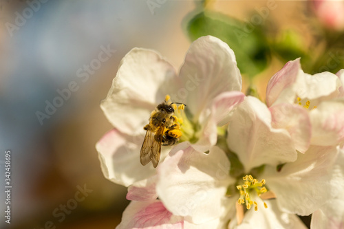 Blossoming apple tree garden in spring with bee