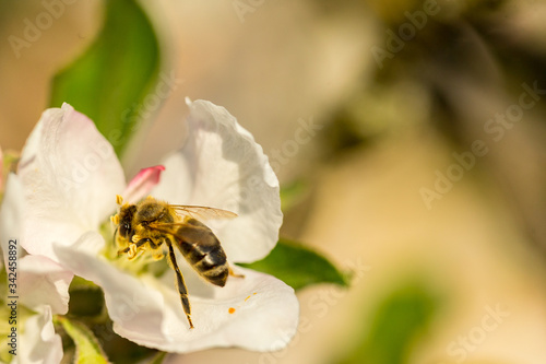 Blossoming apple tree garden in spring with bee