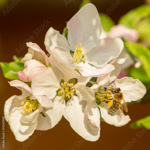 Blossoming apple tree garden in spring with bee