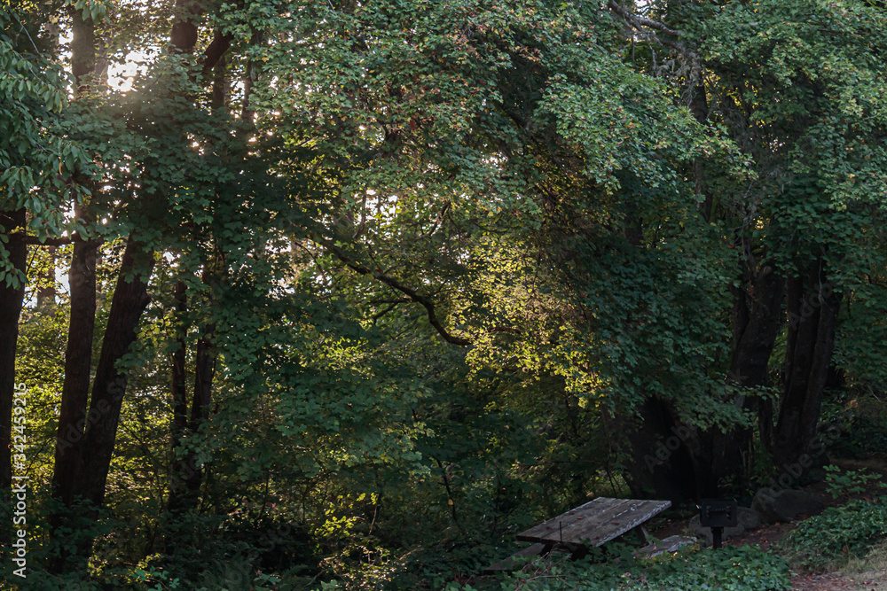 sunlight streaming through the trees near sunset sunlight streaming through the trees near sunset
