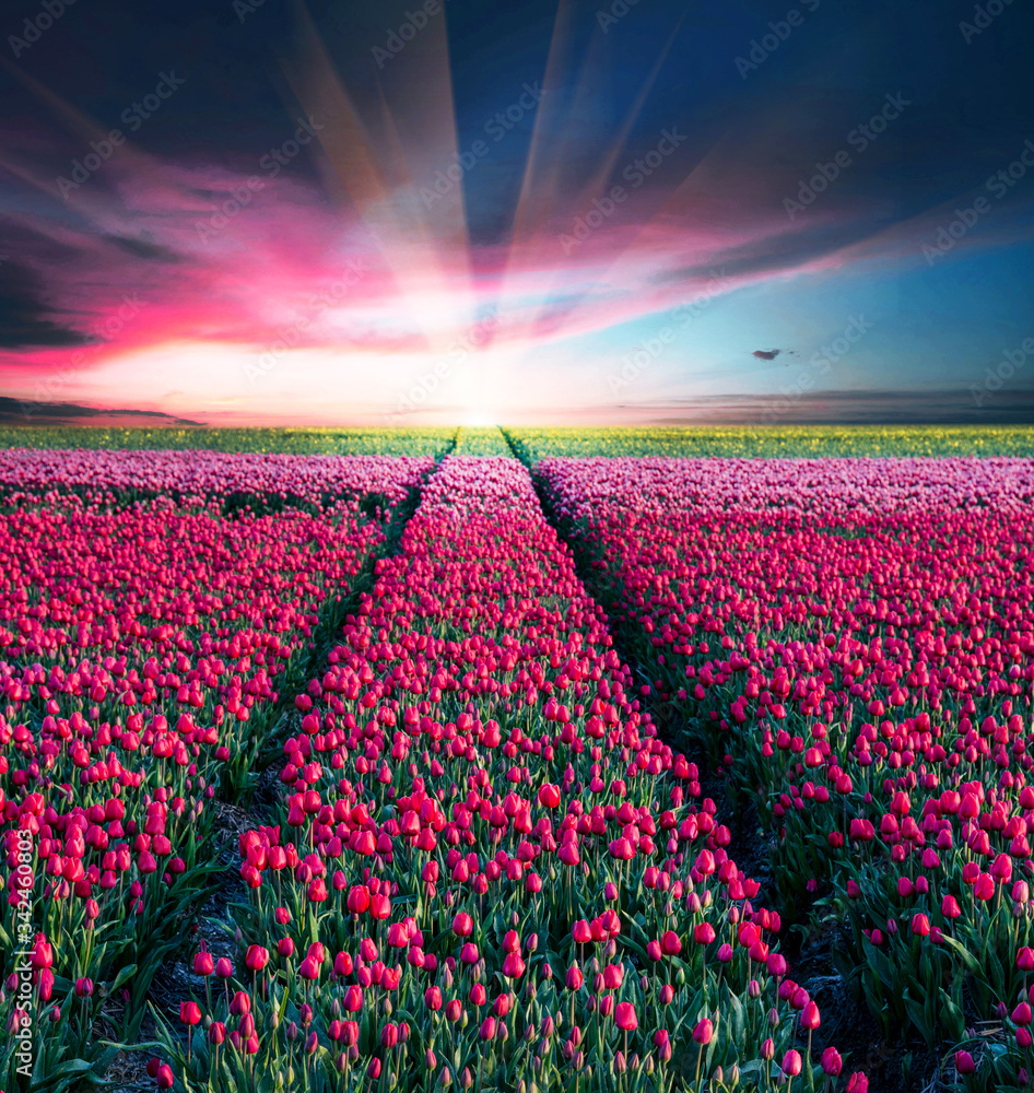 Fairytale mystical stunning magical spring landscape with tulip half a mile on the background of a cloudy sky at sunrise in Holland. Charming places.