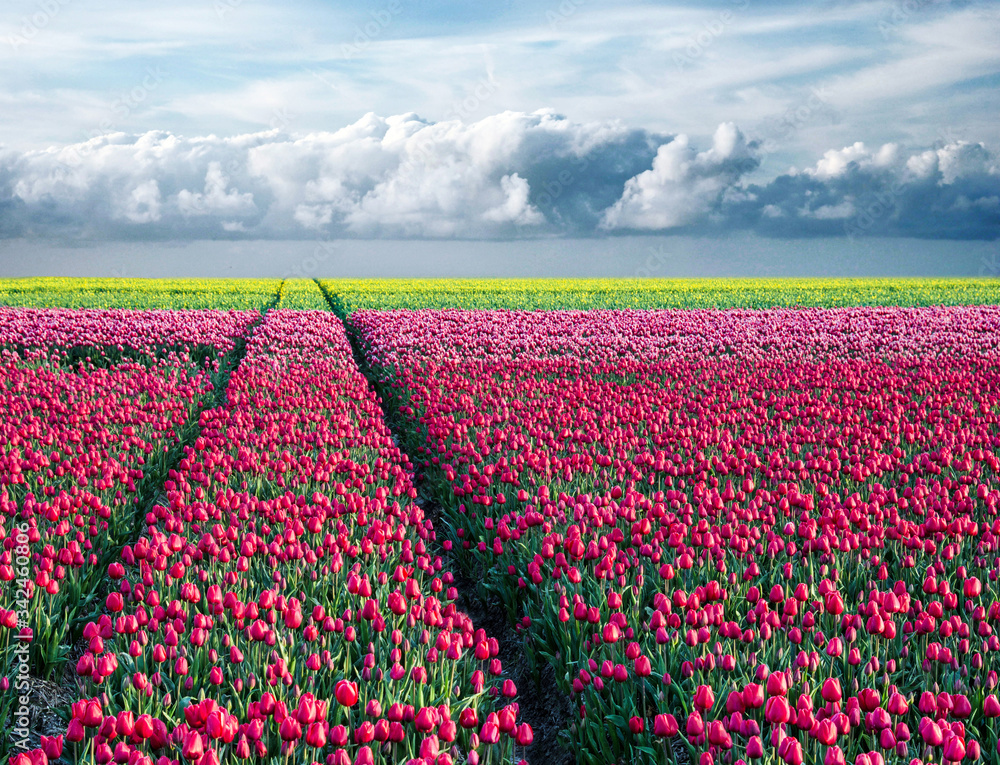 fabulous stunning magical spring landscape with a tulip field on the background of a cloudy sky and road to the horizon in Holland. Charming places.