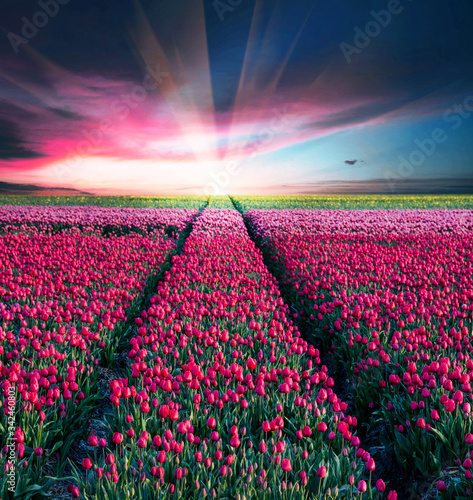 Obraz na płótnie Fairytale mystical stunning magical spring landscape with tulip half a mile on the background of a cloudy sky at sunrise in Holland. Charming places. w salonie