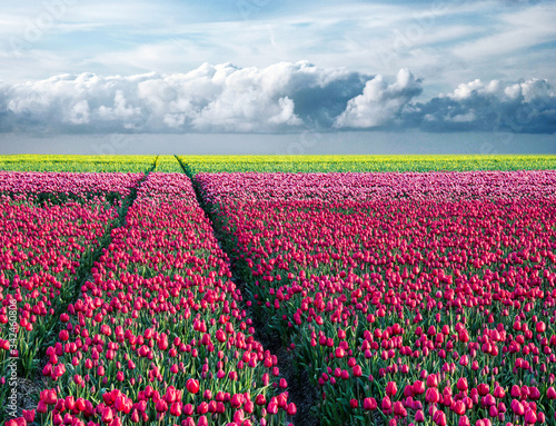Obraz na płótnie fabulous stunning magical spring landscape with a tulip field on the background of a cloudy sky and road to the horizon in Holland. Charming places. w salonie