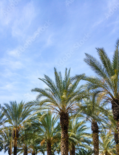 Palm trees against blue sky, Tel Aviv, Israel