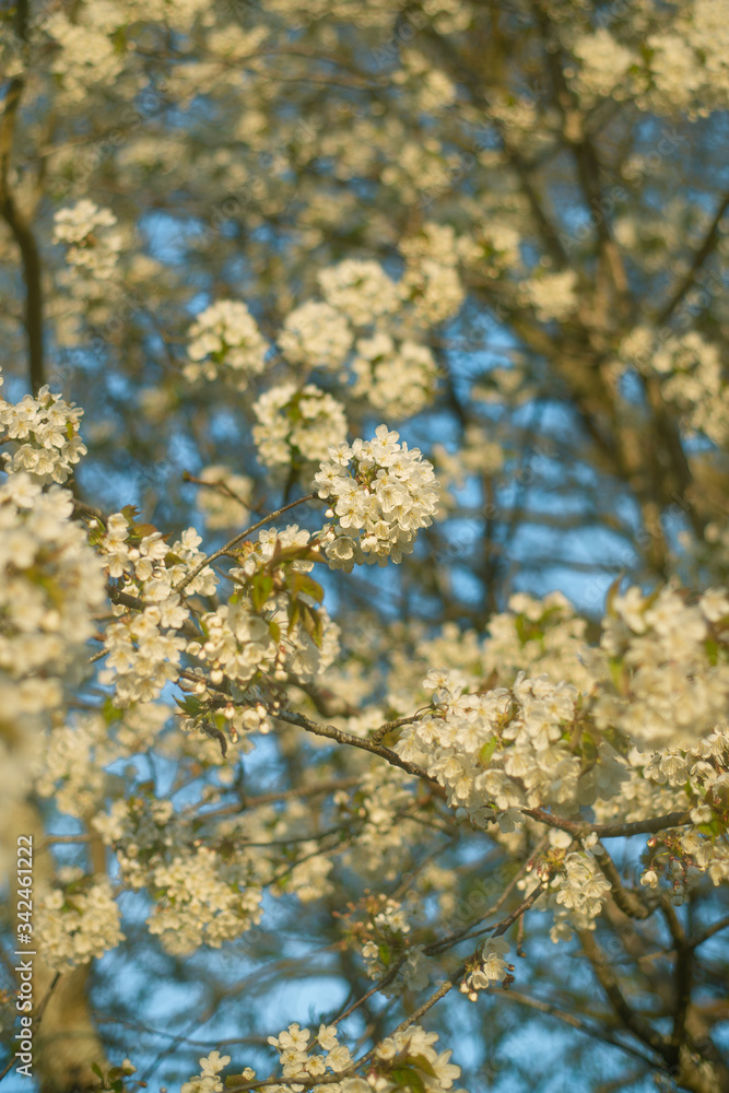 Spring Blossoms Against Blue Sky in Springtime