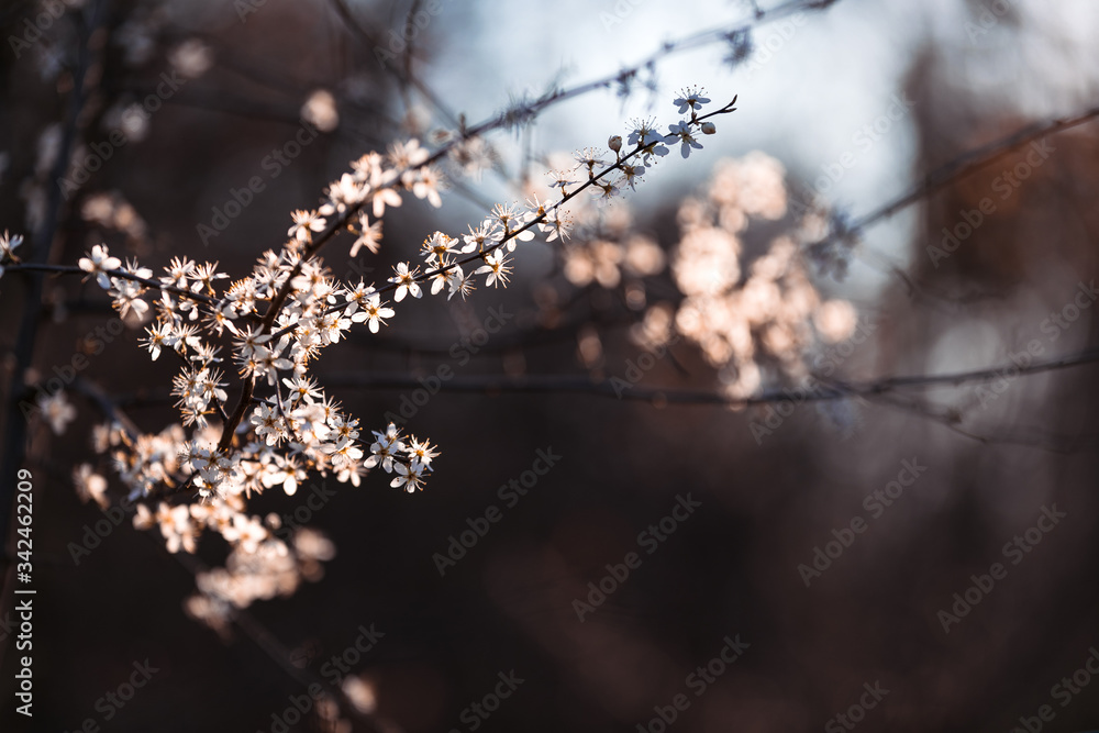 Obraz premium Blüten im Kontrast 