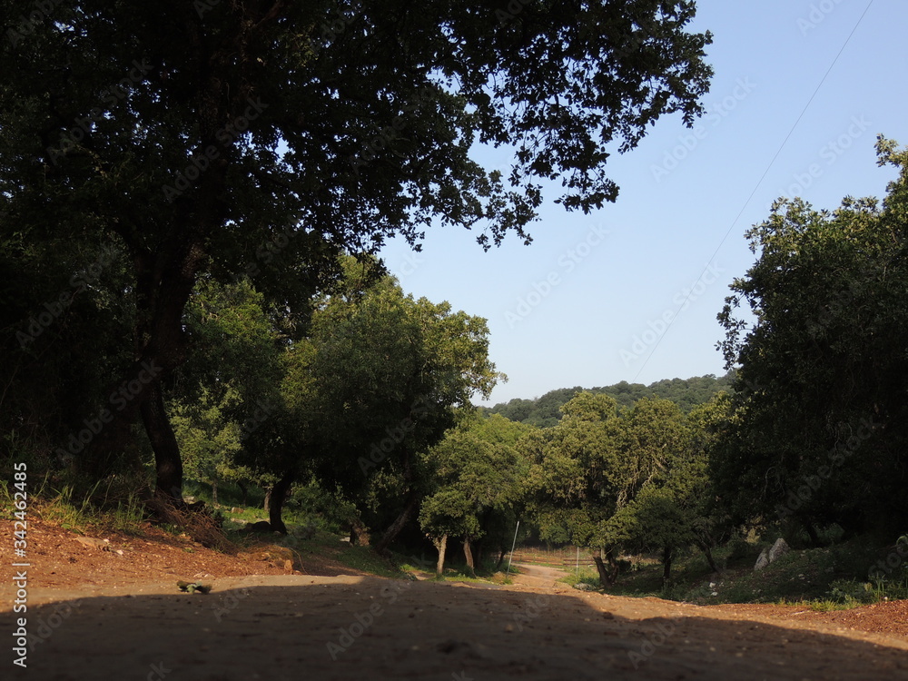 Fototapeta premium Templar path, Israel