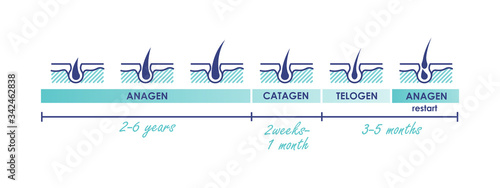 Hair growth phases. Normal hair cycle icons. Vector illustration