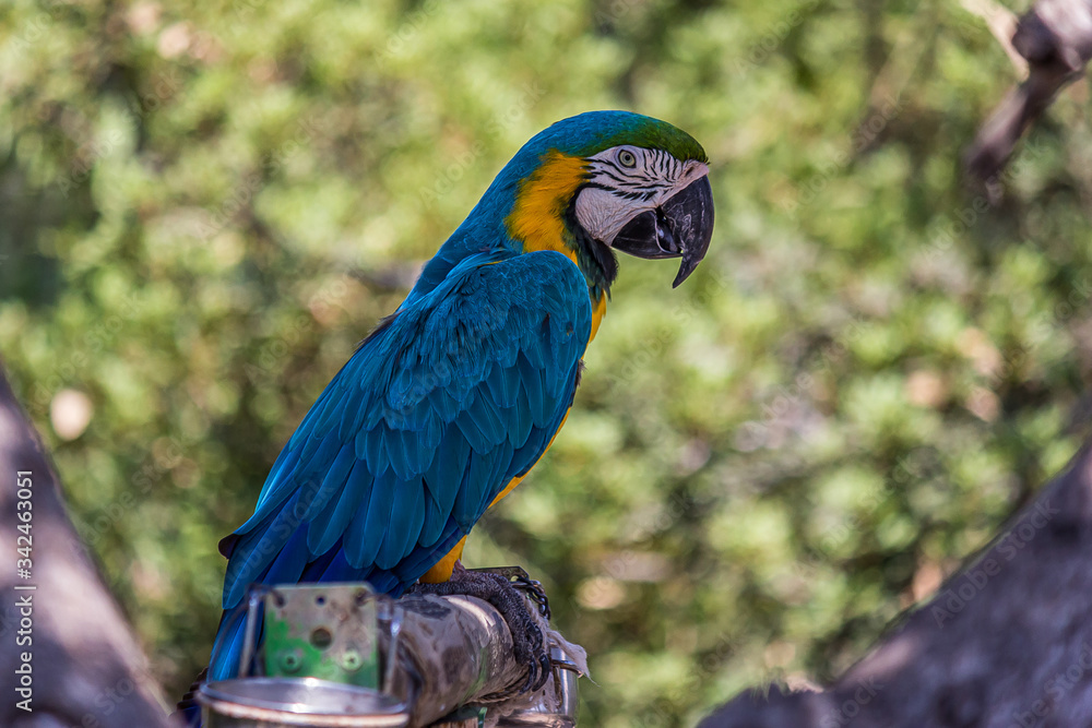 Fototapeta premium Portrait of a blue-and-yellow macaw (Ara ararauna) sitting on a branch and looking at the side