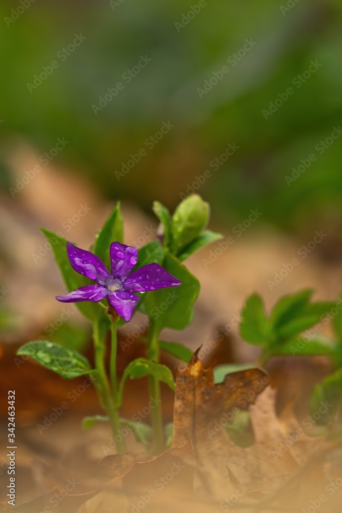Ein wunerschön lila violett blühendes Kleines Immergrün im Frühling im Wald zwischen alten Blättern mit Regentropfen auf der Blüte, Vinca minor Ein wunerschön lila violett blühendes Kleines Immergrün im Frühling im Wald zwischen alten Blättern mit Regentropfen auf der Blüte, Vinca minor