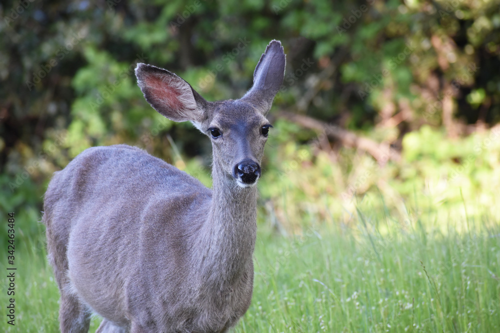 Cute California Mule Deer Close Up In Grass Field Cute California Mule Deer Close Up In Grass Field