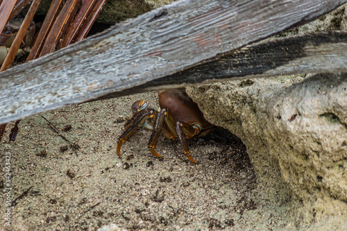 Large land crab (Cardisoma carnifex) hiding in its hole