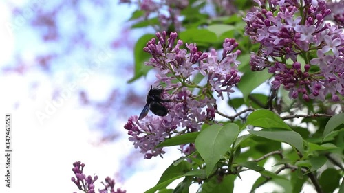 Large black bumblebee with blue wings, collecting pollen from lilac flowers. Xylocopa violacea.