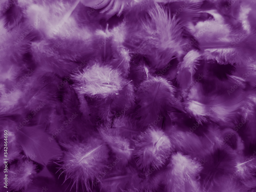 Beautiful abstract white and purple feathers on white background and soft white feather texture on white pattern and purple background, feather pink background , purple banners