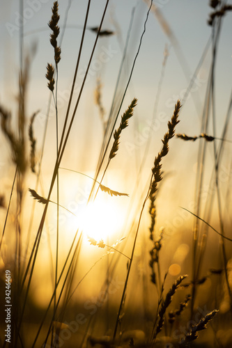 Close up of wheat grain grass during sunset and golden hour