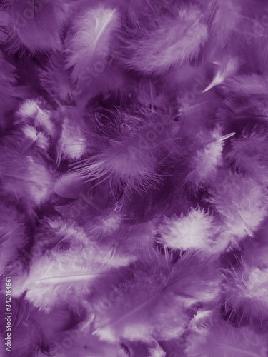 Beautiful abstract white and purple feathers on white background and soft white feather texture on white pattern and purple background  feather pink background   purple banners
